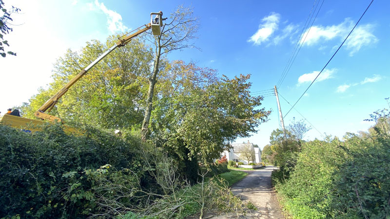 Tree Surgeon East Devon