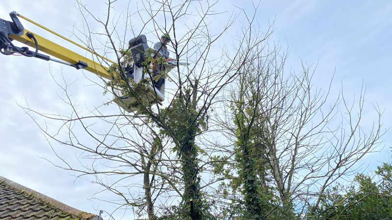 Tree Surgeon East Devon