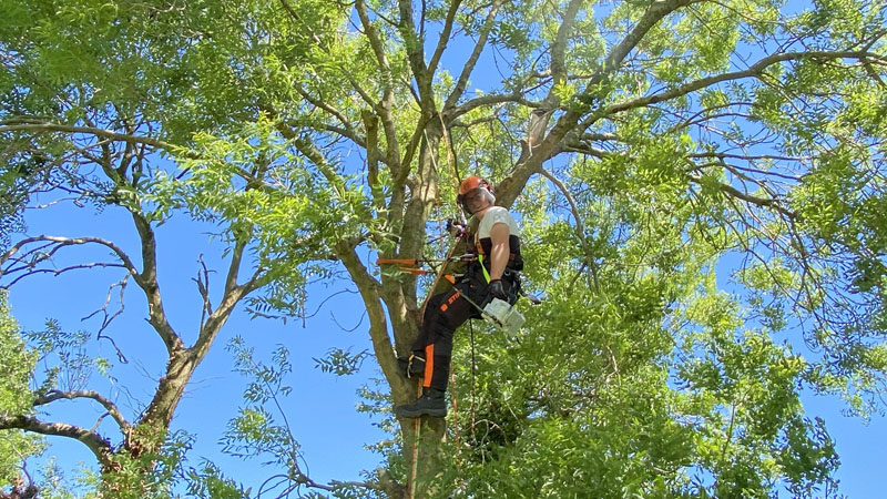 Tree Surgeon East Devon