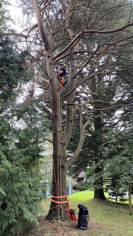 Tree Surgeon East Devon