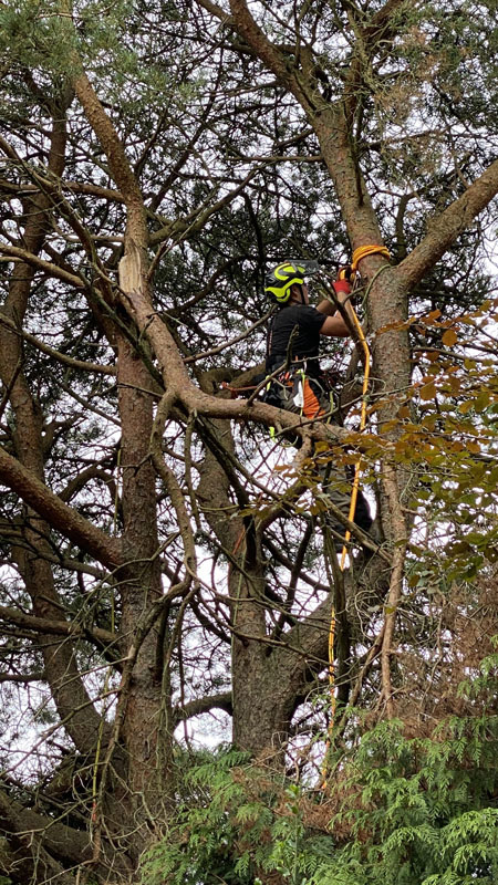 Tree Surgeon East Devon