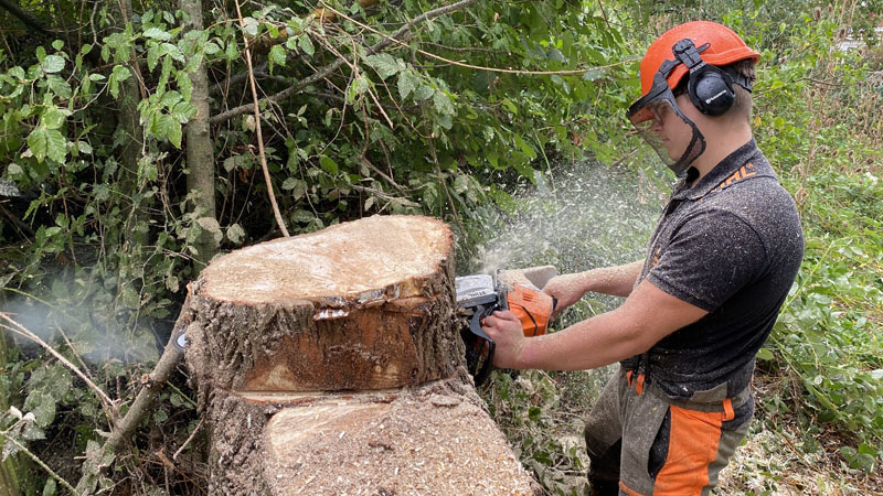 Tree Surgeon East Devon