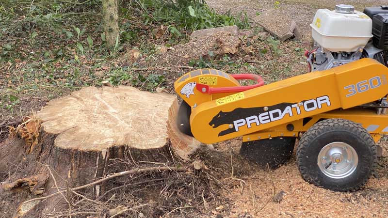 Tree Surgeon East Devon