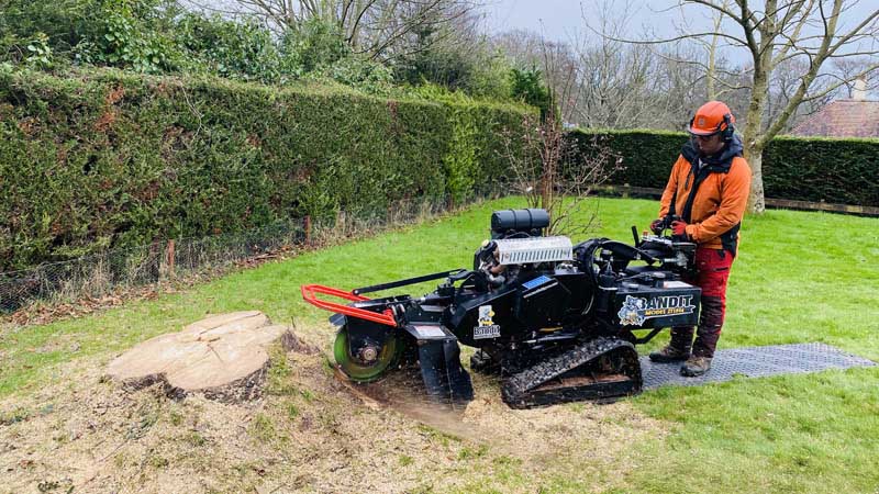 Tree Surgeon East Devon