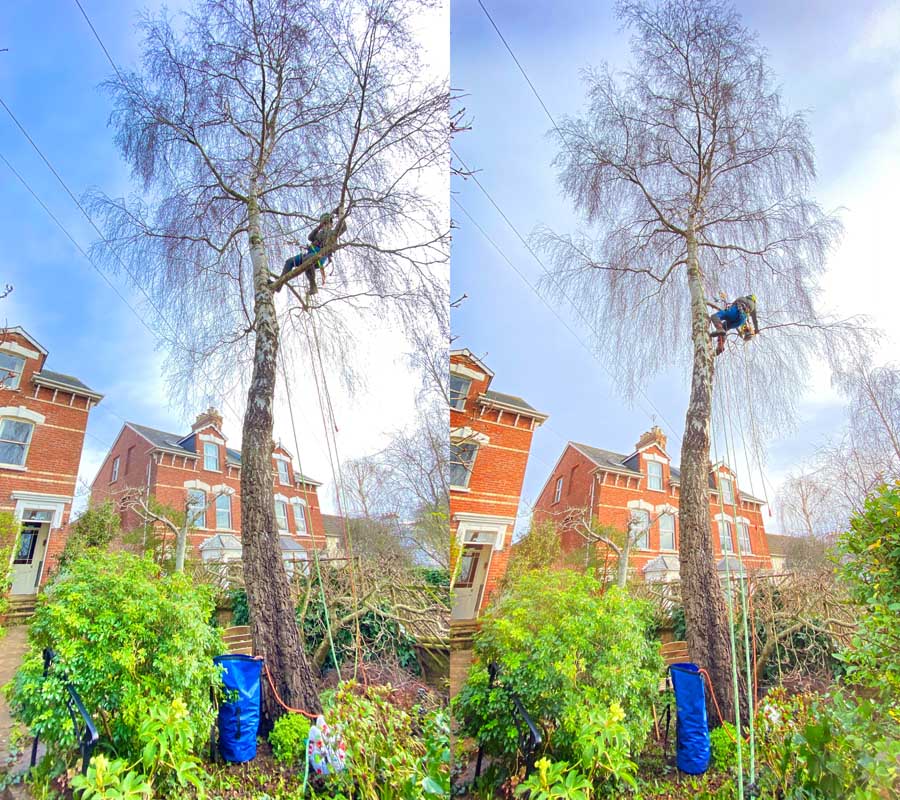 Tree Surgeon East Devon