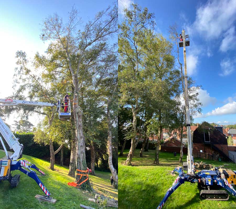 Tree Surgeon East Devon