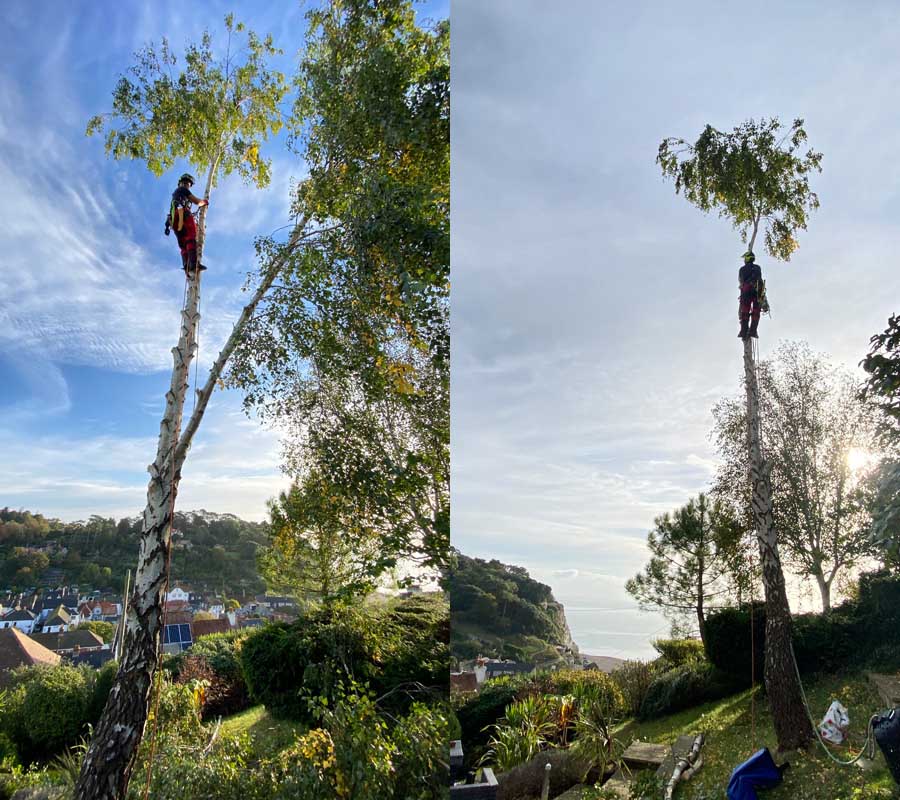 Tree Surgeon East Devon
