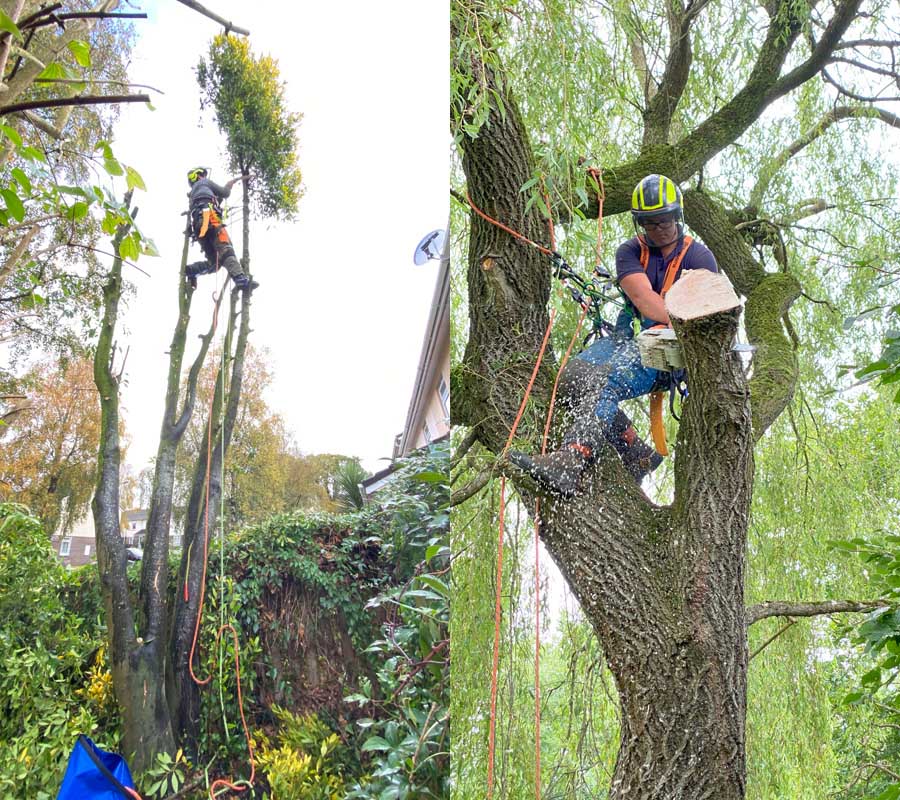 Tree Surgeon East Devon