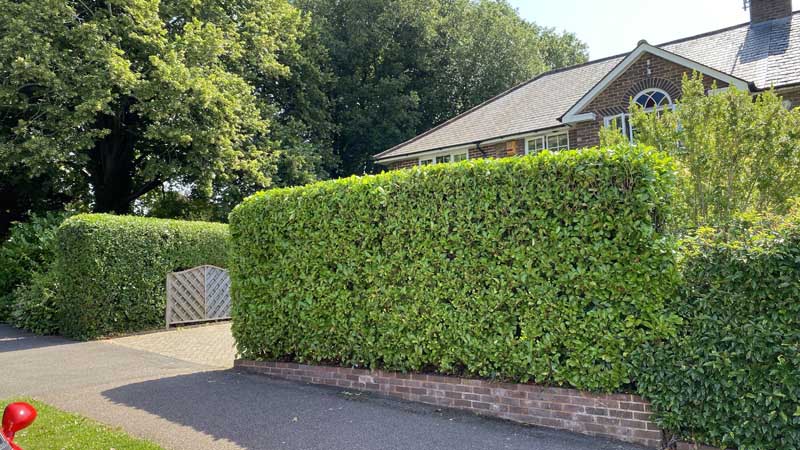 Tree Surgeon East Devon